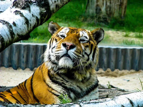 Belo tigre - detalhe na cabeça do tigre entre as árvores — Fotografia de Stock