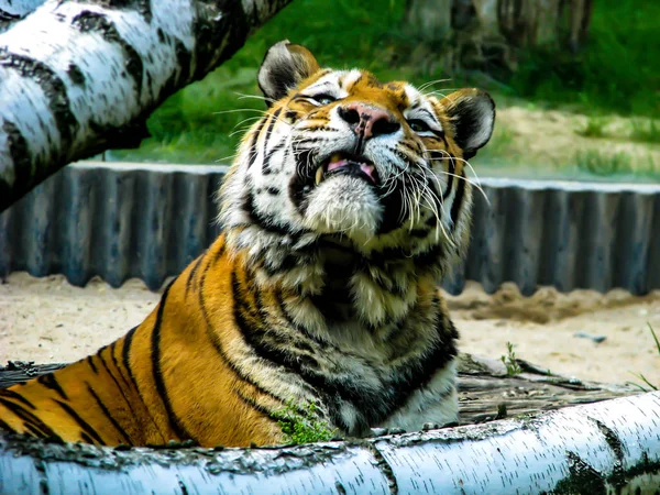 Belo tigre com dentes - detalhe na cabeça do tigre entre as árvores — Fotografia de Stock