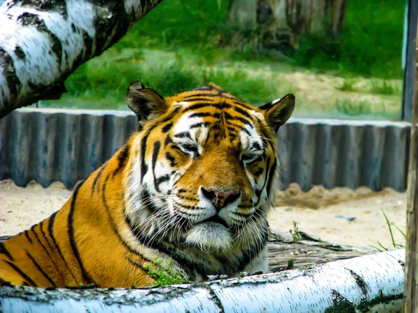 Belo tigre - detalhe na cabeça do tigre entre as árvores — Fotografia de Stock