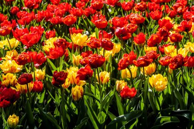 Hollanda'da güneşli havalarda güzel kırmızı, sarı laleler
