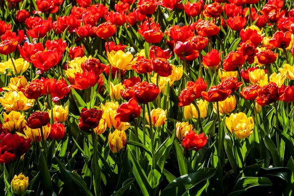 Hollanda'da güneşli havalarda güzel kırmızı, sarı laleler