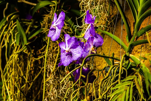 Krásná purpurová orchideje-detail domácího květinové rostliny — Stock fotografie