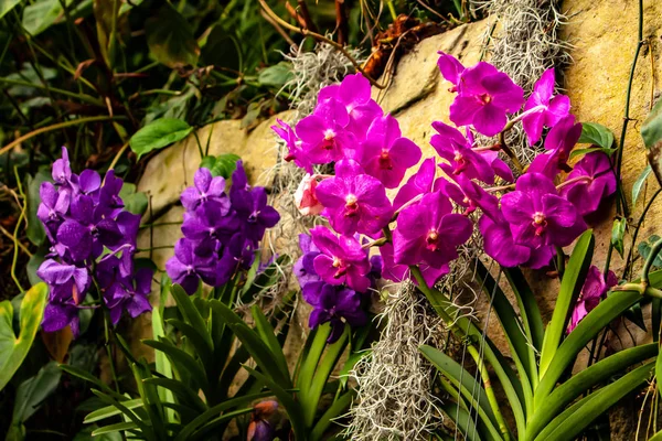 Розовая, фиолетовая орхидея - деталь цветка домашнего растения — стоковое фото