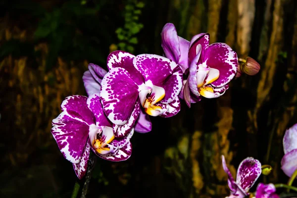 Розовая орхидея - деталь цветка домашнего растения — стоковое фото