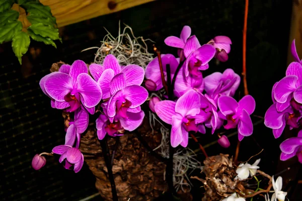Розовая орхидея - деталь цветка домашнего растения — стоковое фото