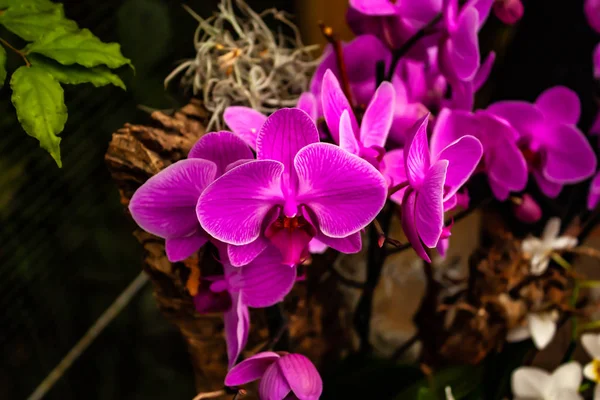 Schöne rosa Orchidee - Detail einer Zimmerpflanzenblume — Stockfoto