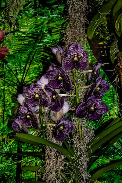 Темная орхидея - деталь цветка домашнего растения — стоковое фото