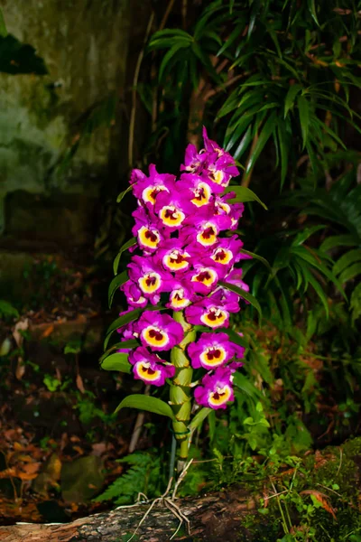 Orquídea rosa bonita - detalhe de uma flor de fábrica de casa — Fotografia de Stock
