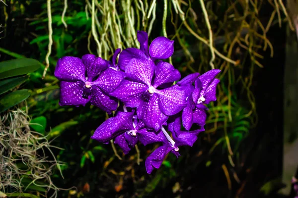 Красивая фиолетовая орхидея - деталь домашнего цветка растения — стоковое фото