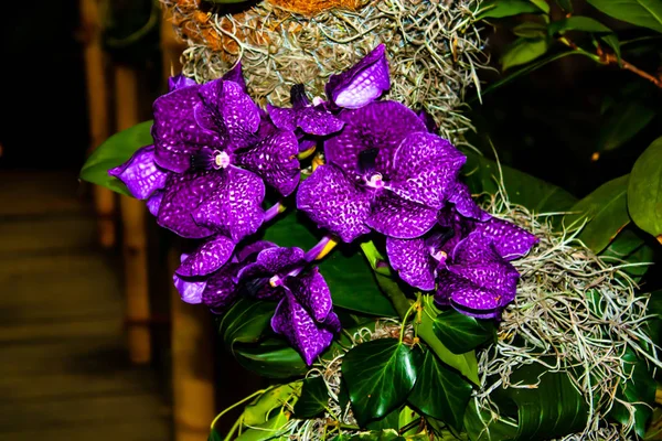 Красивая фиолетовая орхидея - деталь домашнего цветка растения — стоковое фото