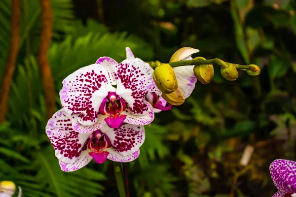 Бело-розовая орхидея - деталь цветка домашнего растения — стоковое фото