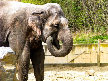 Güneşli bir günde güzel fil - açık ağız