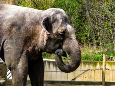 Güneşli bir günde güzel fil - açık ağız