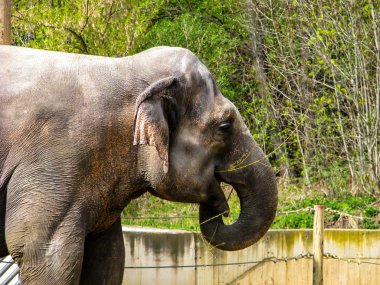 Güneşli bir günde güzel fil - açık ağız