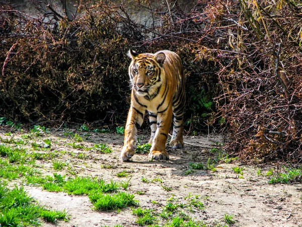 Belo tigre em dia ensolarado - corpo inteiro — Fotografia de Stock