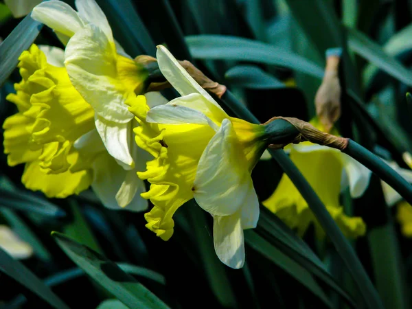 Hermoso narcis amarillo en día soleado sobre fondo herboso —  Fotos de Stock