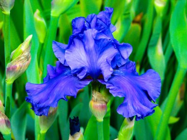 Güneşli bir günde güzel mavi iris - çiçek detay