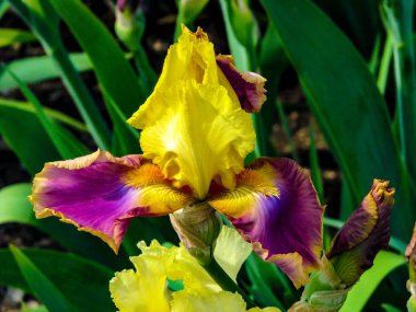 Güneşli bir günde güzel sarı-mor iris - çiçek detay