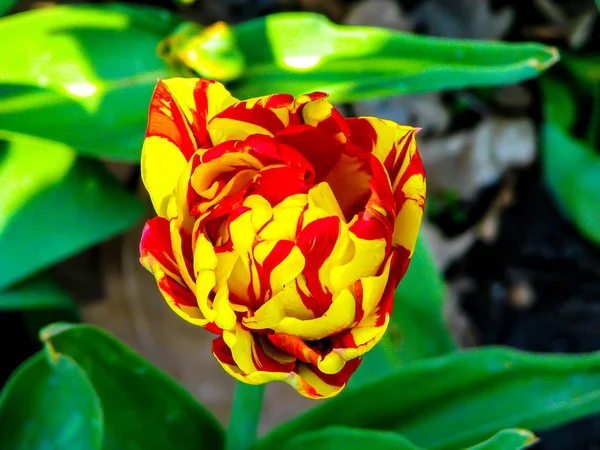 Hermoso tulipán amarillo-rojo en el día soleado - detalle en la flor —  Fotos de Stock