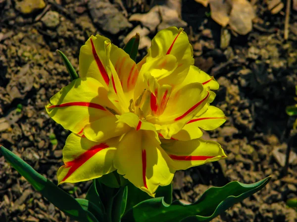 Krásný žlutý Iris za slunečného dne-detail na květináči — Stock fotografie