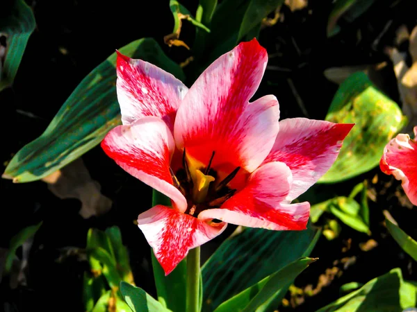 Krásná bělostná květina za slunečného dne-detail květinové — Stock fotografie