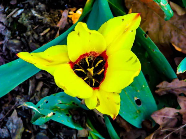 Schöne gelbe Blume an sonnigen Tagen - Detail auf Blume — Stockfoto