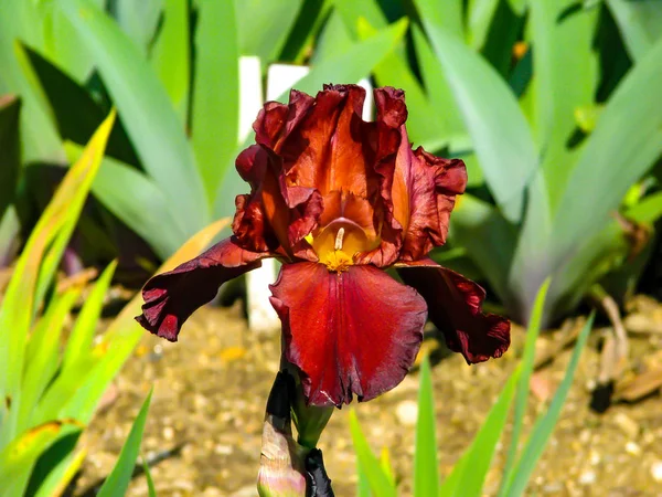Nádherná rudá Iris v slunečném dni-detail na květináči — Stock fotografie