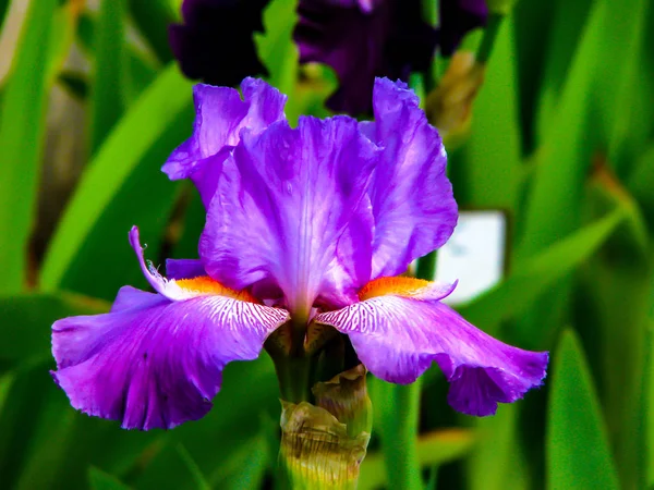 Krásný fialový Iris za slunečného dne-detail na květináči — Stock fotografie