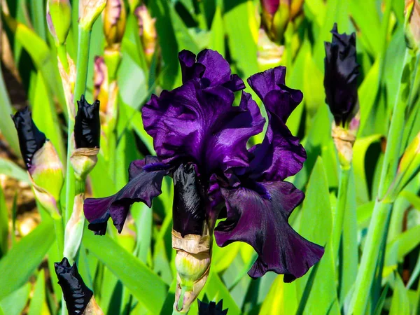 Krásný fialový Iris za slunečného dne-detail na květináči — Stock fotografie