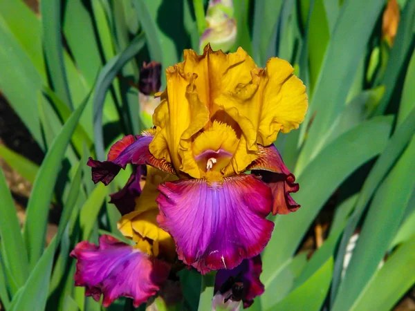 Krásný žlutofialový Iris za slunečného dne-detail na květináči — Stock fotografie