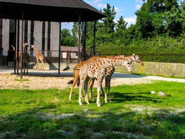 Güzel zürafalar çimenler üzerinde otlatmak - fotoğrafta daha zürafalar
