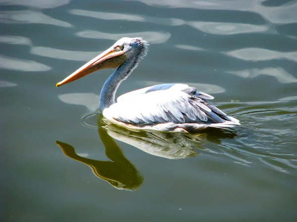 Vackra Pelican flyter på vatten i soliga dagar — Stockfoto