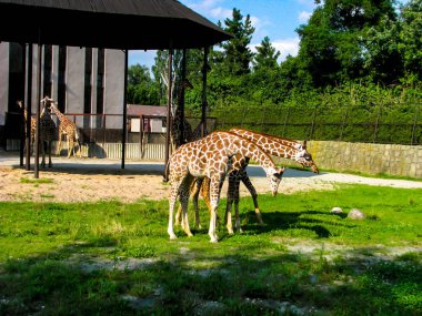 Güzel zürafalar çimenler üzerinde otlatmak - fotoğrafta daha zürafalar