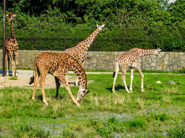 Красивые жирафы пасутся на траве - больше жирафов на фото — стоковое фото