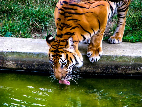 Grande tigre laranja bebe água. Tigre com a língua para fora . — Fotografia de Stock