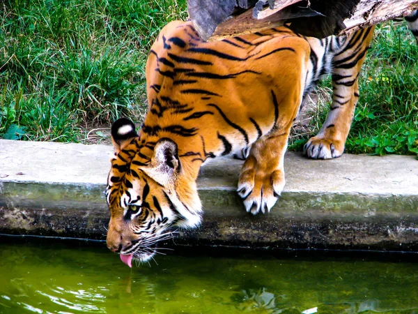Большой оранжевый тигр пьет воду. Тигр с высунутым языком . — стоковое фото