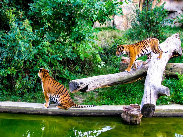 O tigre aproxima-se do outro tigre. Dois tigres . — Fotografia de Stock