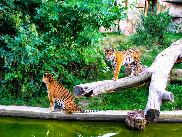 The tiger is approaching the other tiger. Two tigers. — Stock Photo, Image