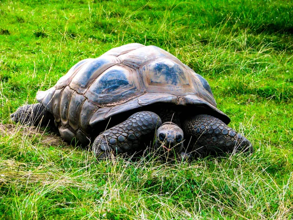 A large lazy turtle eats grass in a lying position — Stock Image A large lazy turtle eats grass in a lying position Stock Image