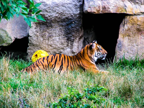 Tigre mentiroso na grama com pedras no fundo. Tigre assistindo . — Fotografia de Stock