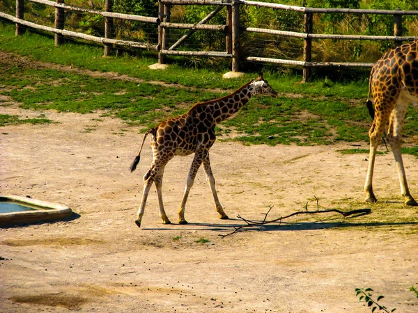 Pequeña jirafa. Jirafa va a su madre . — Foto de Stock