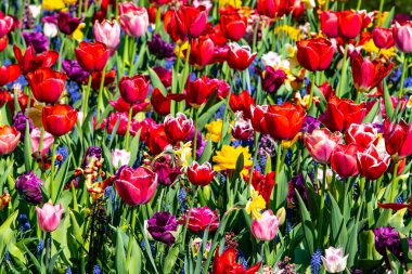 Hollanda Keukenhof güzel lale alanı. Güzel renkler.