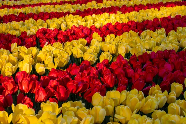 Prachtige tulpen veld in Holland Keukenhof. Mooie kleuren. — Stockfoto