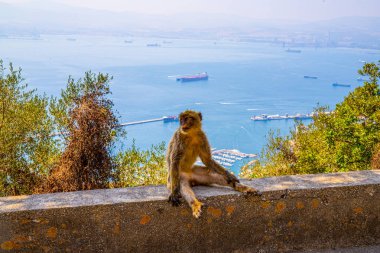 Cebelitarık kayasında Macaque Maymunu - deniz manzarası.
