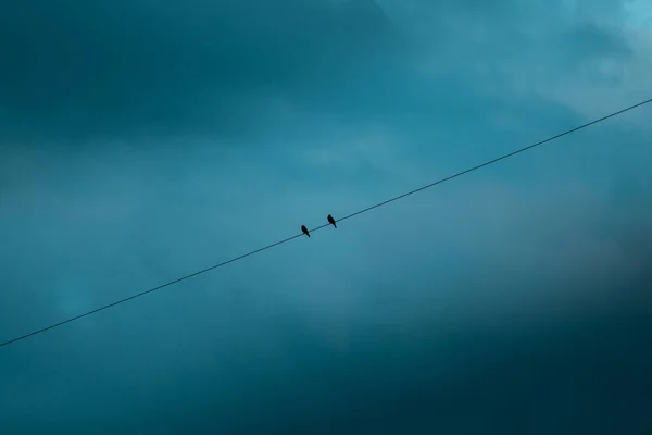 Deux oiseaux assis sur une ligne électrique — Photo