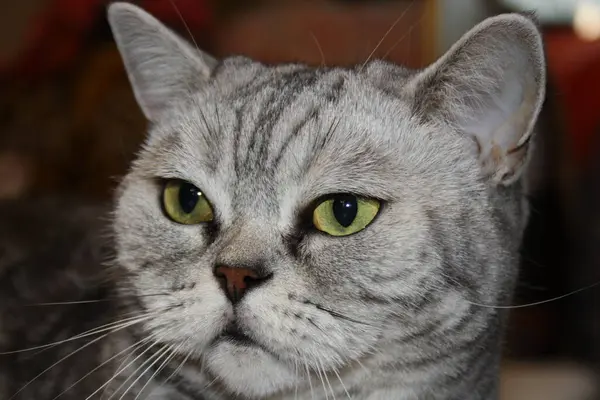 Krásná Stříbrná Skotská Rovný Kočka Portrét — Stock fotografie