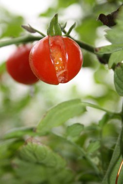 Bir dalda vişneli domates patlaması