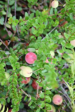 Bahçede olgunlaşan büyük kızılcıklar
