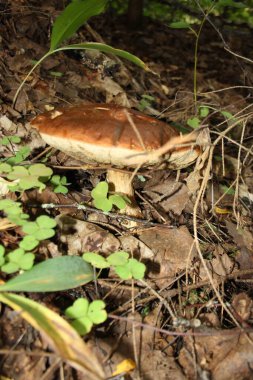 Sonbahar ormanında porcini mantarı
