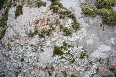 Yosun kaplı taş dokusu yakın plan